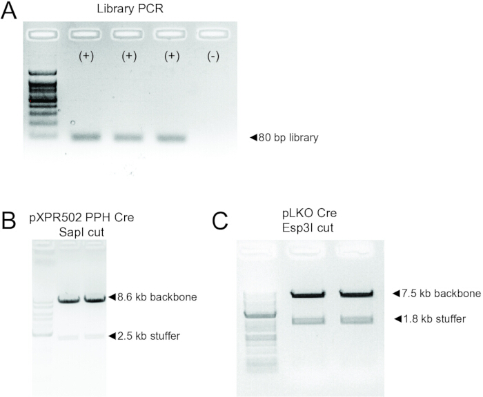 figure-results-2 Library PCR results with 80 bp library and restriction digests showing DNA fragments in gel electrophoresis.