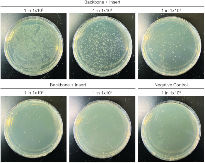 figure-results-3 Petri dishes assay plate diagram, DNA transformation with control, dilution series analysis.