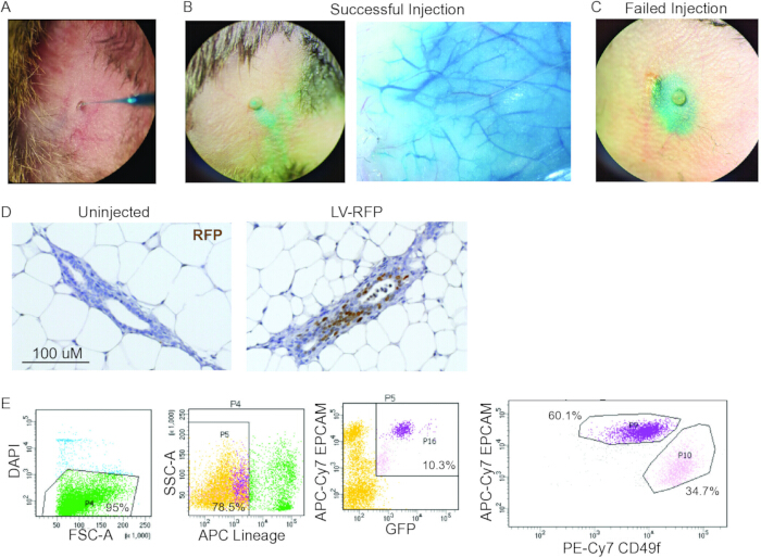 figure-results-5 Injection site results; microscopic views of cell injection; flow cytometry graphs of cell expression analysis.