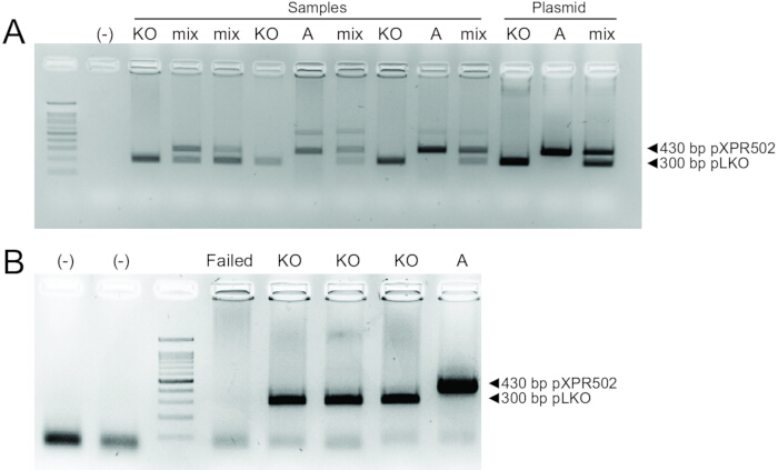 figure-results-6 Electrophoresis results; DNA separation, gel bands for pXPR502/pLKO at 430bp/300bp; analysis diagram.