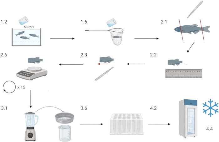 figure-results-1 Fish dissection and preparation process; experimental method; diagram of tissue sampling, storage.