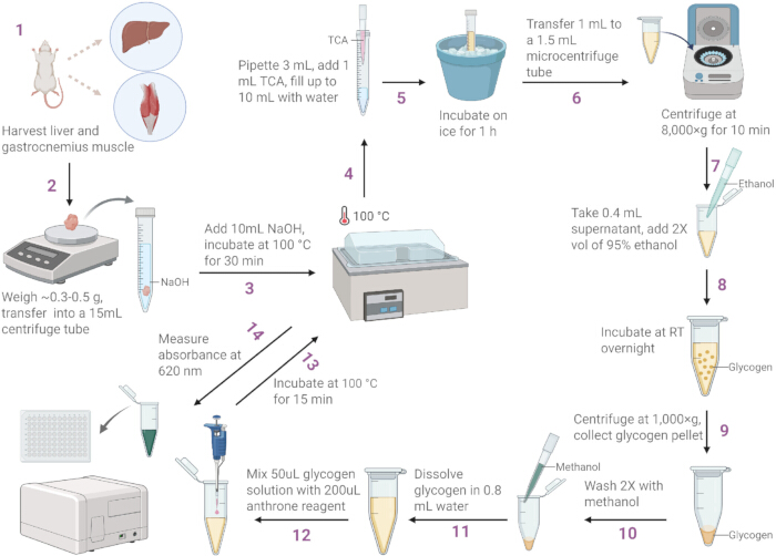 figure-introduction-1 Glycogen extraction experiment diagram; steps with centrifuge, incubations, and spectrophotometry.
