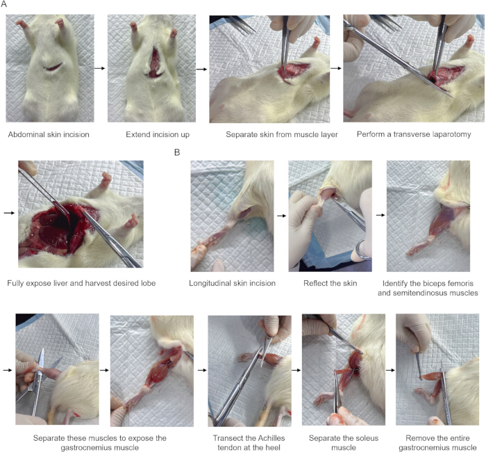 figure-protocol-1 Rodent dissection procedure; diagrams show liver lobe and muscle exposure using surgical tools.