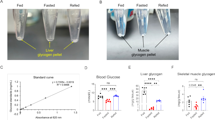 figure-protocol-2 Liver and muscle glycogen pellet tubes, standard curve, and glycogen levels graphs in fed, fasted states.