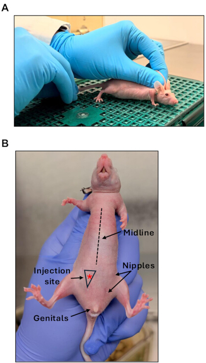 Rodent handling and injection sites diagram; laboratory procedure, annotated for educational research.