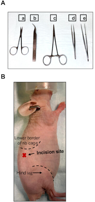 Surgical tool setup and incision plan on lab rodent for experimental procedure.