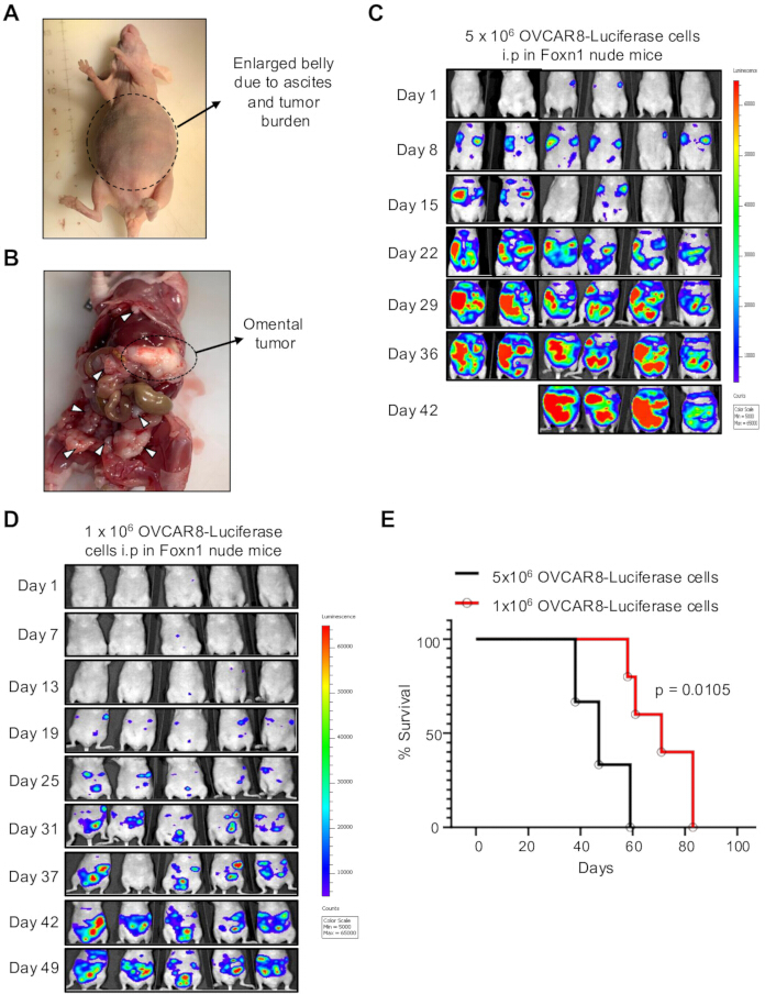 Static equilibrium in mice with OVCAR8-Luciferase; tumor growth, bioluminescence imaging, survival graph.