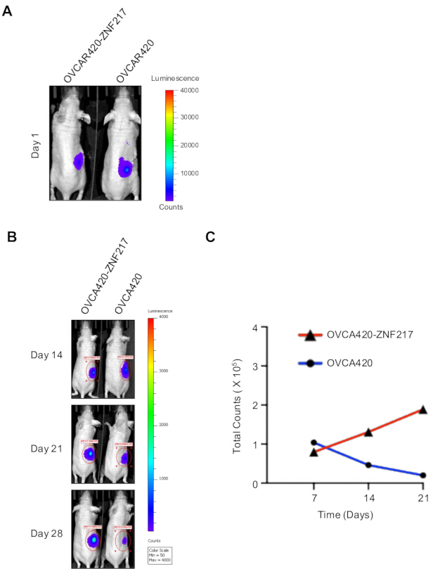 Bioluminescence imaging of OVCA420 with ZNF217, days 1-28. Includes growth curve graph.