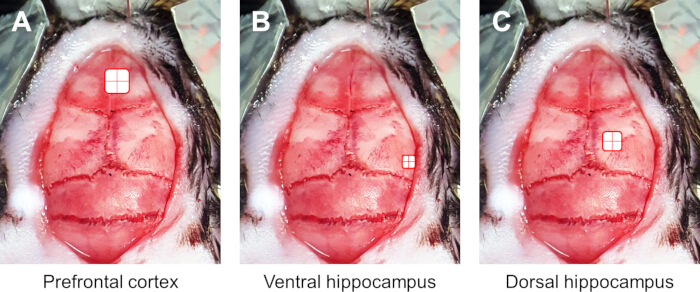 Brain dissection diagram showing prefrontal cortex, ventral and dorsal hippocampus regions.