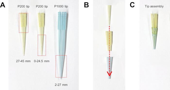 Pipette tip assembly diagram showing P200 and P1000 tips for accurate liquid transfer measurements.