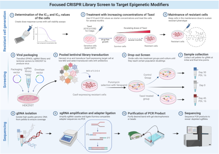 CRISPR screening process diagram for epigenetic modifiers; includes cell generation, sequencing steps.