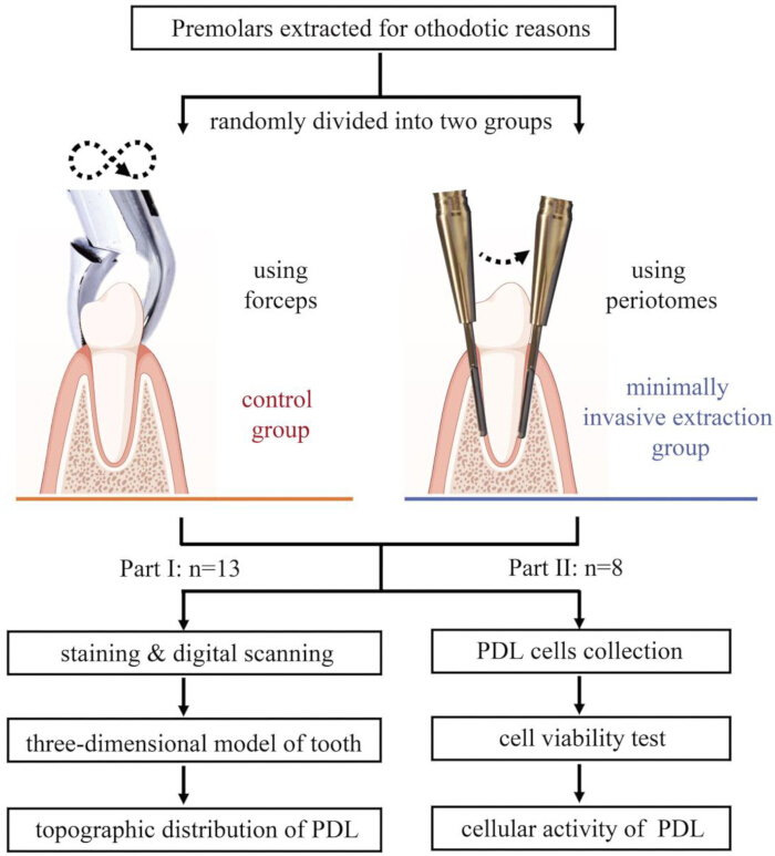 figure-results-1 Orthodontic extraction methods diagram; forceps vs. periotomes, tooth model, PDL analysis.