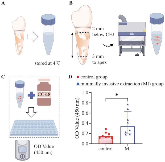 figure-results-4 Tooth storage, sectioning, cell culture with CCK8 assay; OD at 450nm, control vs. MI extraction graph.