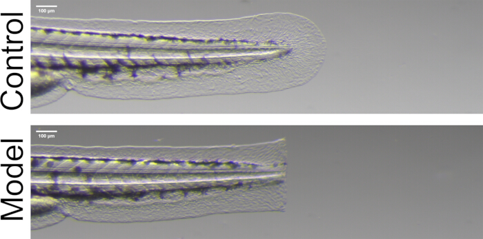 figure-results-1 Zebrafish tail microscopy comparison, control vs. model, highlighting cellular structure differences.