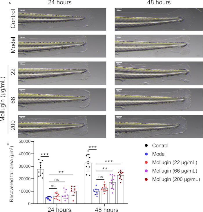 figure-results-2 Zebrafish tail regeneration, microscopy images, and bar graph showing mollugin effects at 24-48 hours.