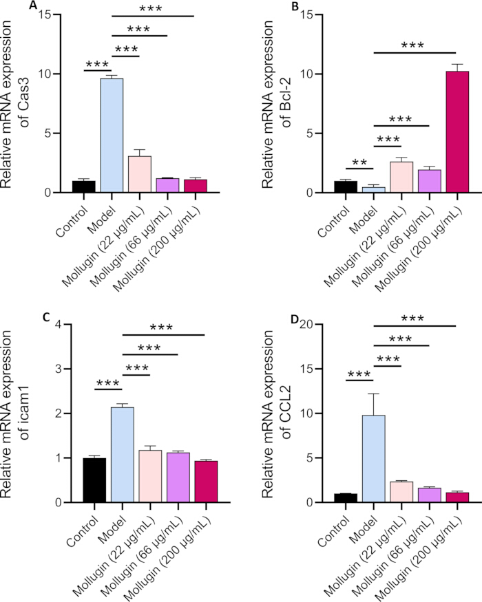 figure-results-3 Bar graphs of mRNA expression; diagrams A-D; statistical analysis; control vs mollugin dosage effects.