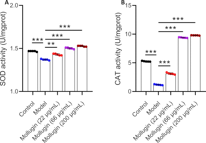 figure-results-5 SOD and CAT enzyme activity; bar chart; Mollugin treatment effects; significant differences noted.