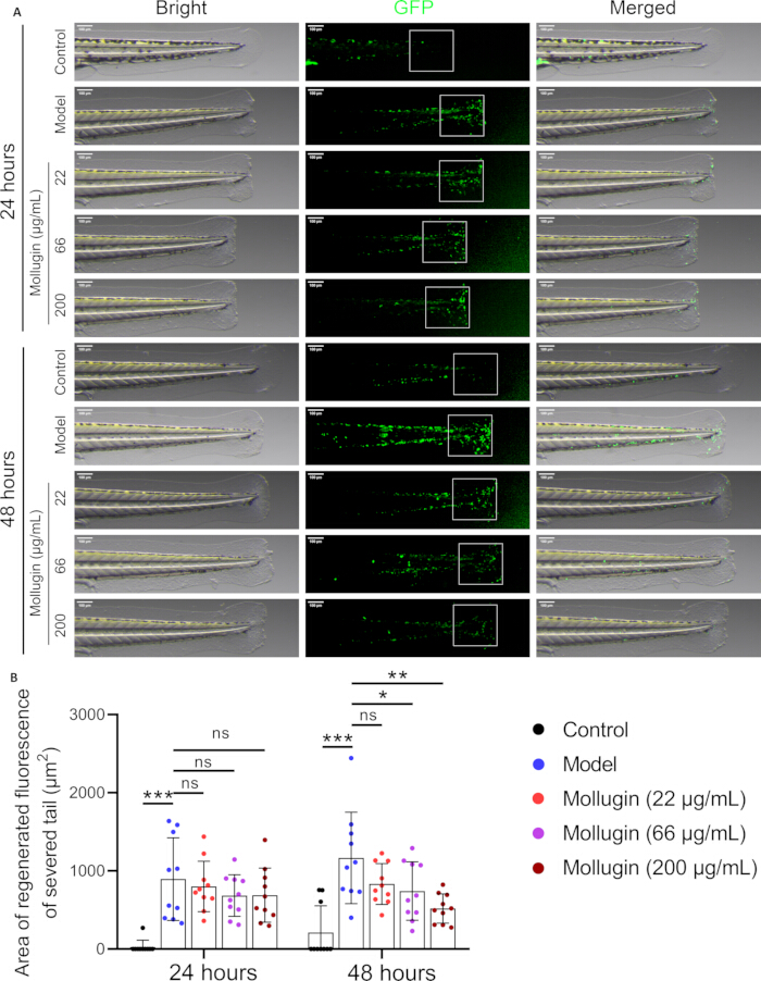 figure-results-6 Zebrafish tail regeneration; GFP microscopy; fluorescence analysis; 24-48h; mollugin treatment effects.