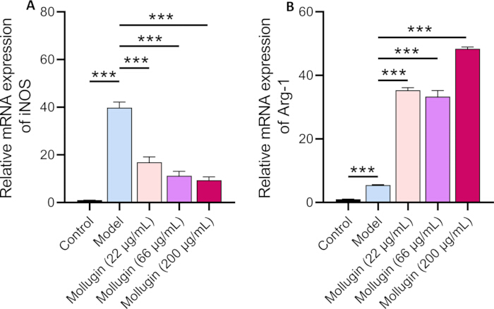 figure-results-7 mRNA expression levels bar graph; iNOS, Arg-1; drug effects; statistical analysis; significance stars.
