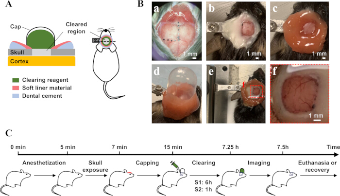 Cranial window diagram and timeline; mouse skull clearing process for cortical imaging experiment.