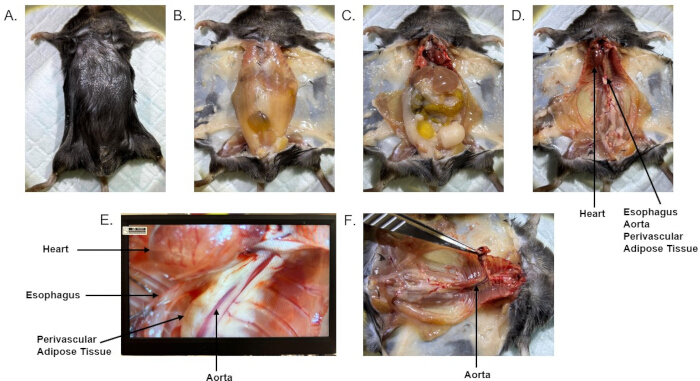 figure-results-1 Rat dissection sequence; heart, esophagus, aorta labeled; anatomy experiment; tissue observation.