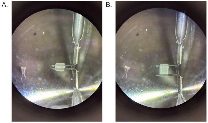 figure-results-6 Protein crystallization microscope images; experiment compares the growth phases of crystals A, B.