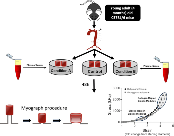 figure-results-9 Young adult mouse aorta experiment; serum treatment conditions; myograph procedure; stress-strain graph.