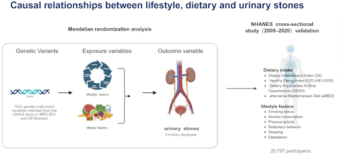 figure-results-1 Mendelian randomization diagram: genetic variants, lifestyle/dietary factors, urinary stones outcome.