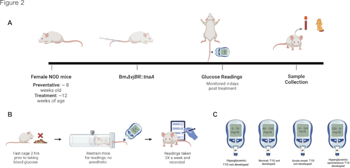 Static equilibrium in diabetic research; glucose monitoring in NOD mice; diagram showing procedure steps.
