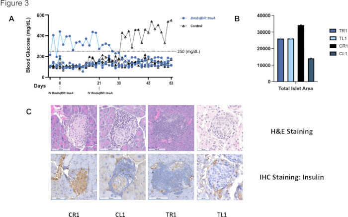 Blood glucose chart, islet area bar graph, H&E, IHC staining for insulin. Diabetes research analysis.