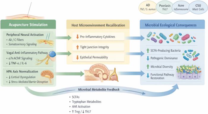 Acupuncture effects diagram: neural activation, cytokine recalibration, microbial balance process.