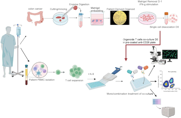 Colon cancer treatment process diagram: patient PBMC isolation, T cell expansion, co-culture analysis.
