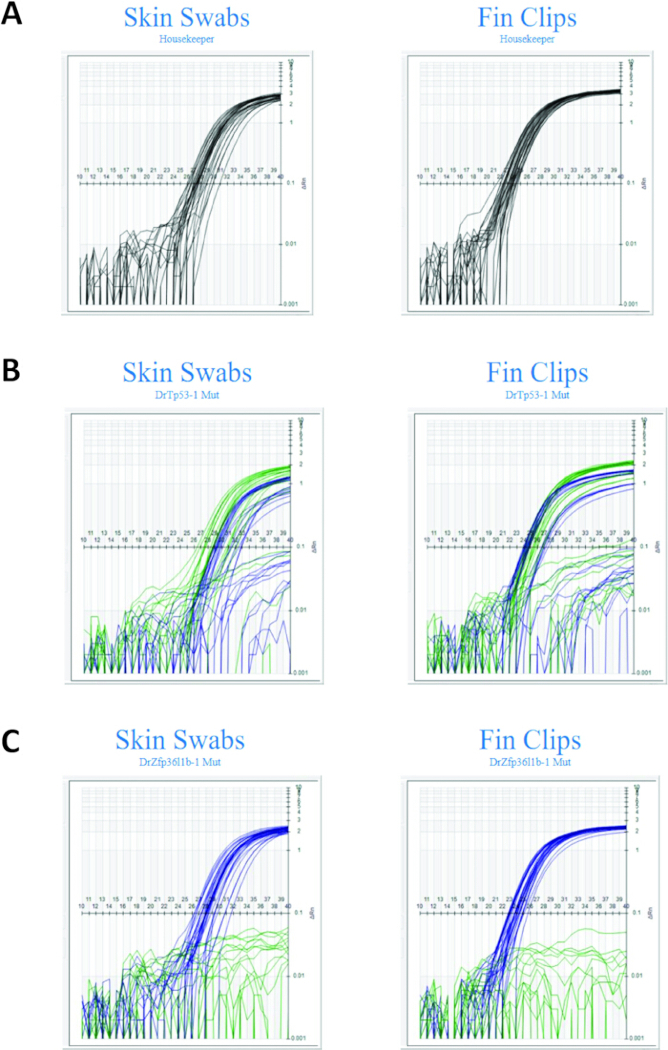 qPCR amplification curves, skin swabs vs. fin clips, housekeeping and mutant genes, comparative analysis.