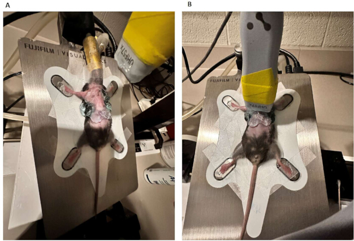 Rodent surgical positioning for scientific study; apparatus for experimental analysis.