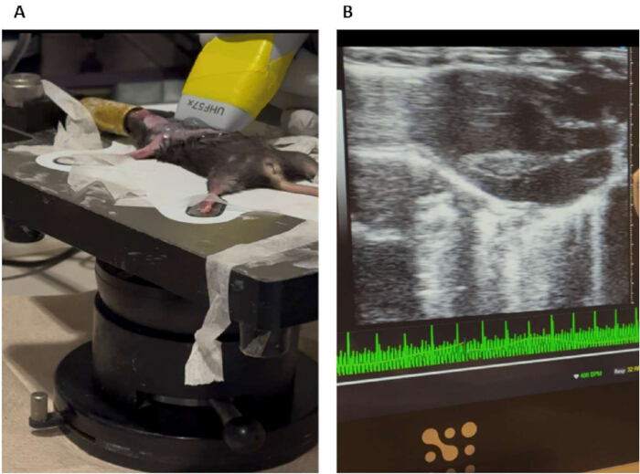 Mouse ultrasound study; panel A shows probe setup, panel B displays ultrasound image with data graph.