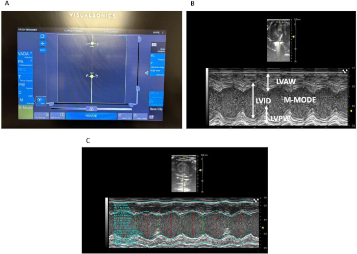 Ultrasound imaging of heart in M-mode; VisualSonics system display and cardiac measurements.