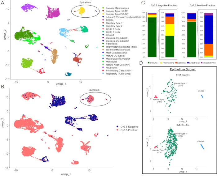 figure-results-1 UMAP cell clustering diagrams, Cy5.5 analysis charts for epithelial subset differentiation study.