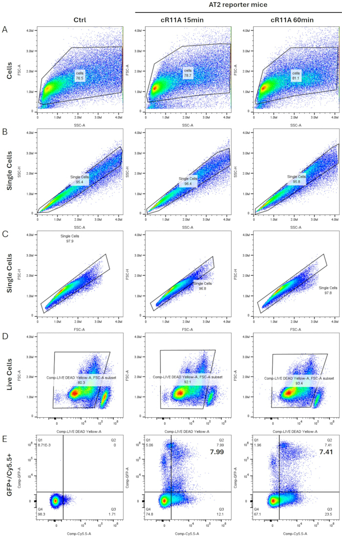 figure-results-2 Flow cytometry scatter plots for AT2 reporter mice showing cell populations over time.