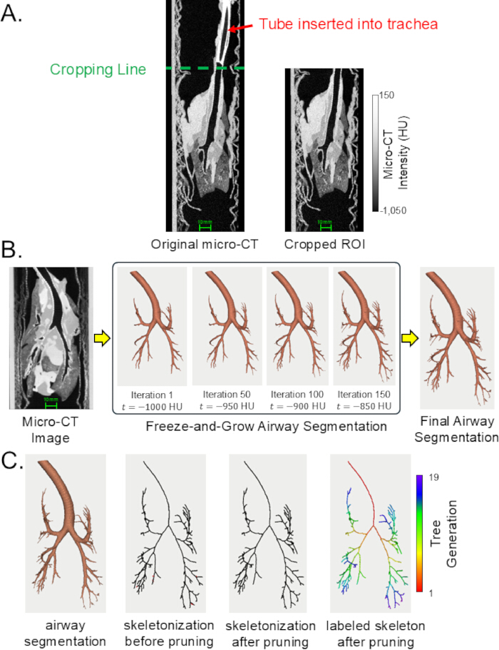 Micro-CT airway segmentation; diagram showing tube insertion, cropping, segmentation process.