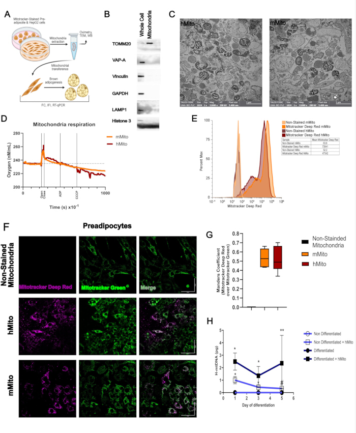 Mitochondrial transfer analysis in adipocytes: setups, TEM images, respiration graphs, and fluorescence.