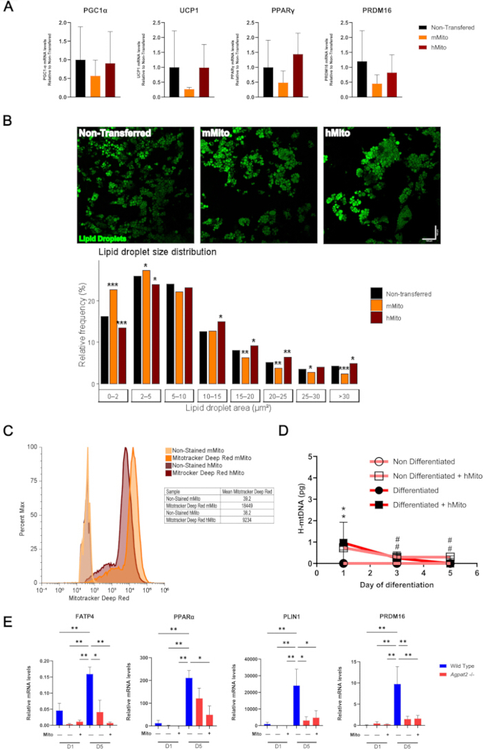 Mitochondrial transfer study diagrams showing lipid droplet distribution, mRNA analysis, and fluorescence.