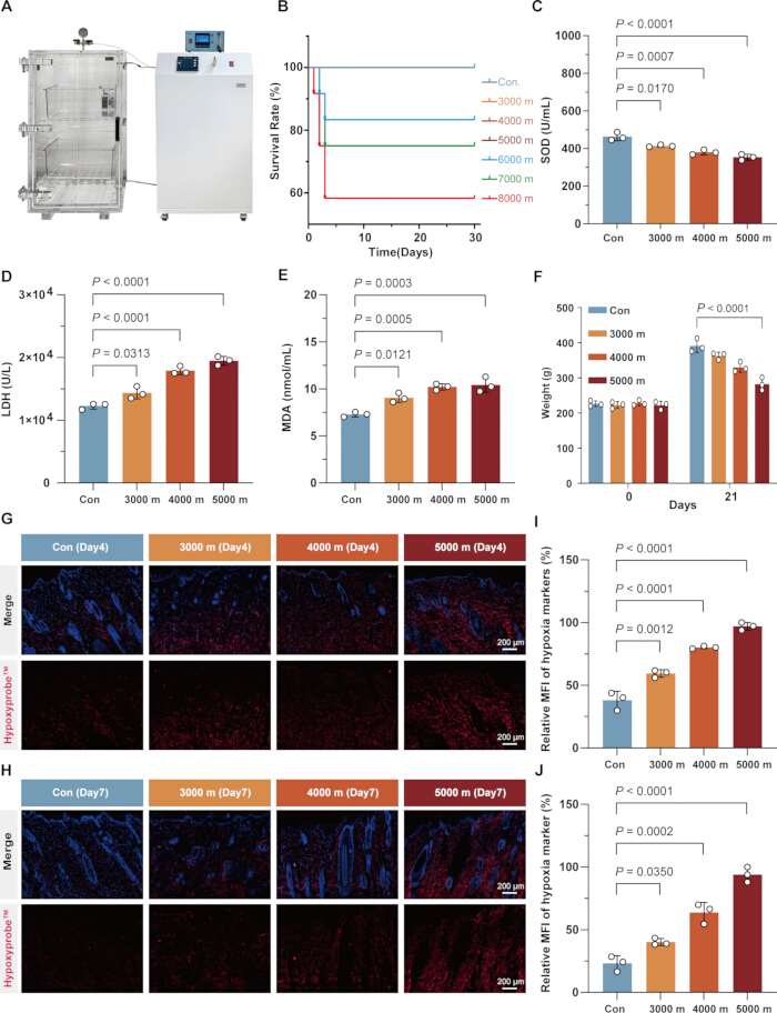 figure-results-2 Altitude hypoxia exposure study; survival rate graphs, oxidative stress bar charts, fluorescent microscopy.