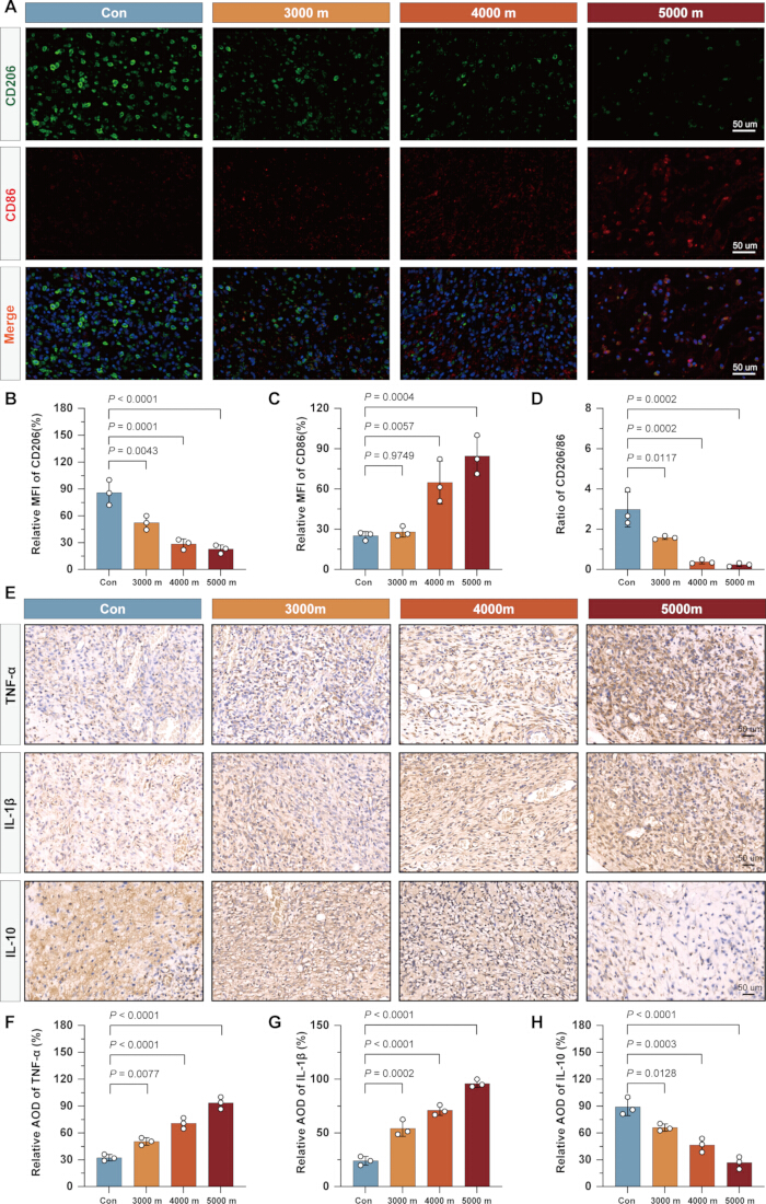 figure-results-4 Confocal microscopy image of immune markers CD206, CD86; bar charts compare expression at altitudes.