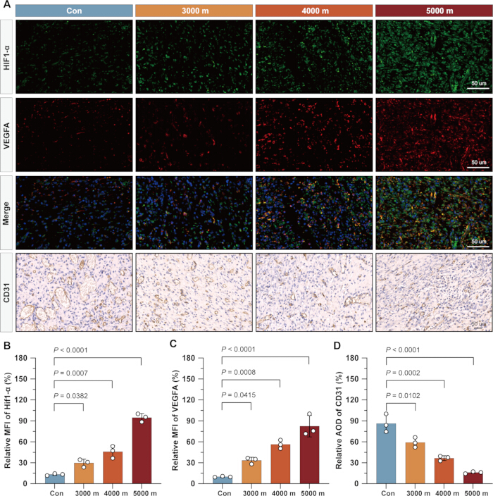 figure-results-5 HIF1-α, VEGFA immunofluorescence, altitude tissue effects; CD31 staining comparison, statistical chart.