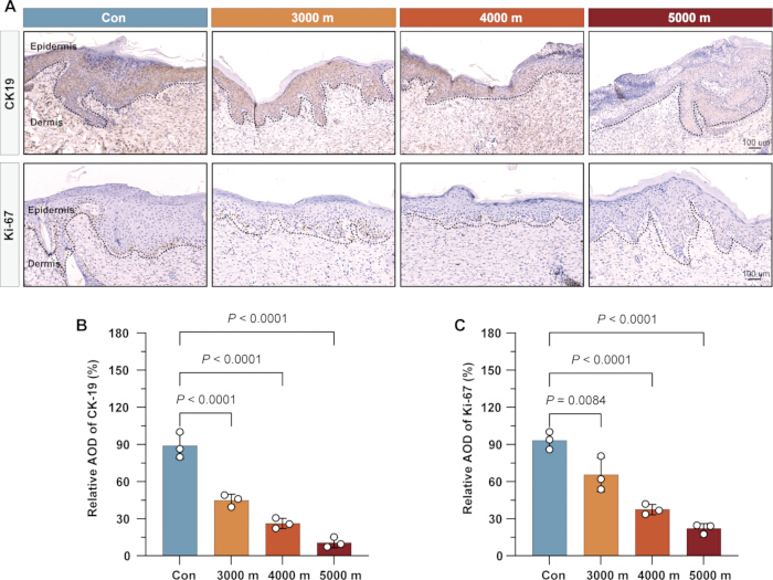 figure-results-6 Histology analysis; CK19, Ki-67 antibody staining; skin tissue sections, graph results, immunohistochemistry.