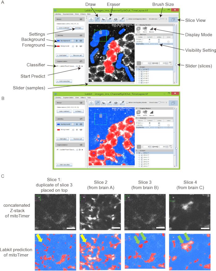 Labkit diagram for image segmentation; classifier setup and predicted mitochondrial analysis results.