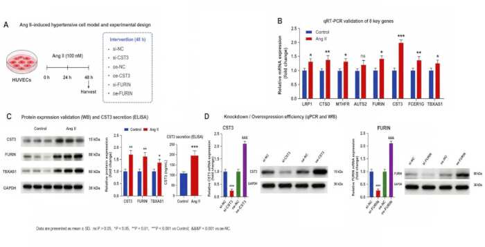 Ang II-induced hypertensive model setup; qRT-PCR, ELISA, WB results; gene expression analysis.