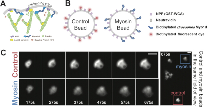 Cell edge actin polymerization diagram; bead binding, fluorescence microscopy images; myosin experiment.