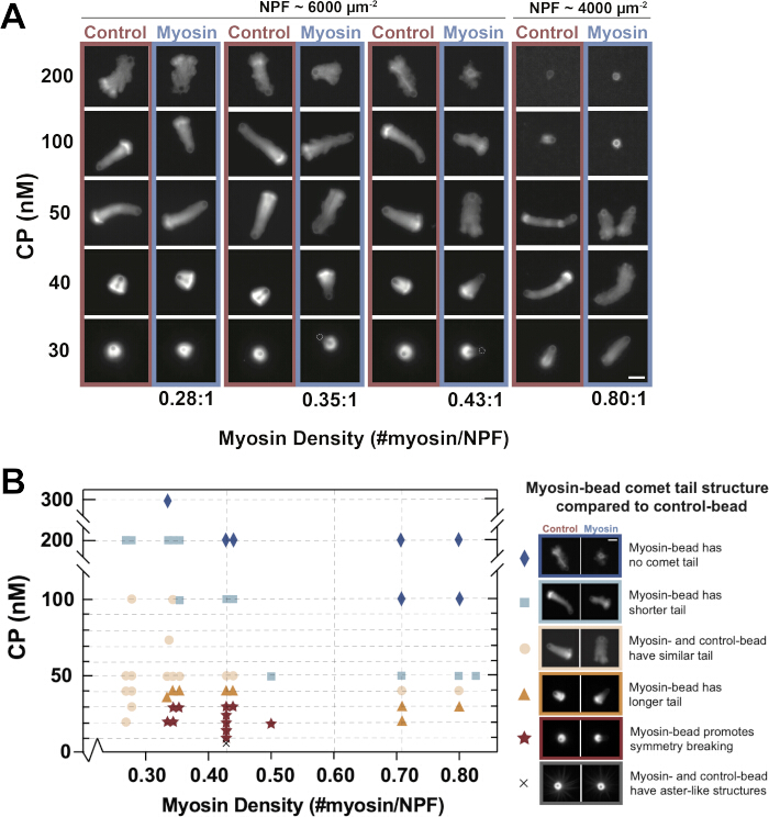 Myosin density vs CP concentration chart and microscopy images; experiment on myosin-bead structures.