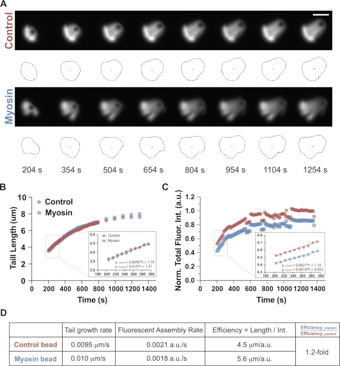 Myosin polymerization process; fluorescence microscopy images, growth charts, tail length data analysis.
